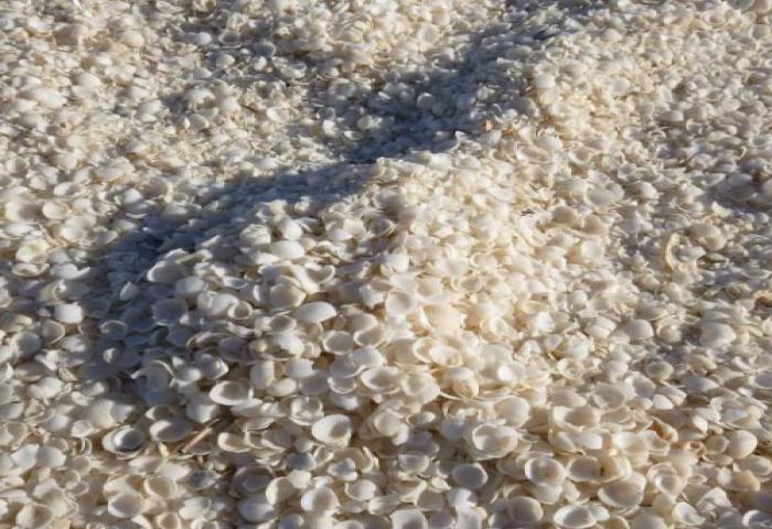 Pantai ini Pasirnya Dari Kerang